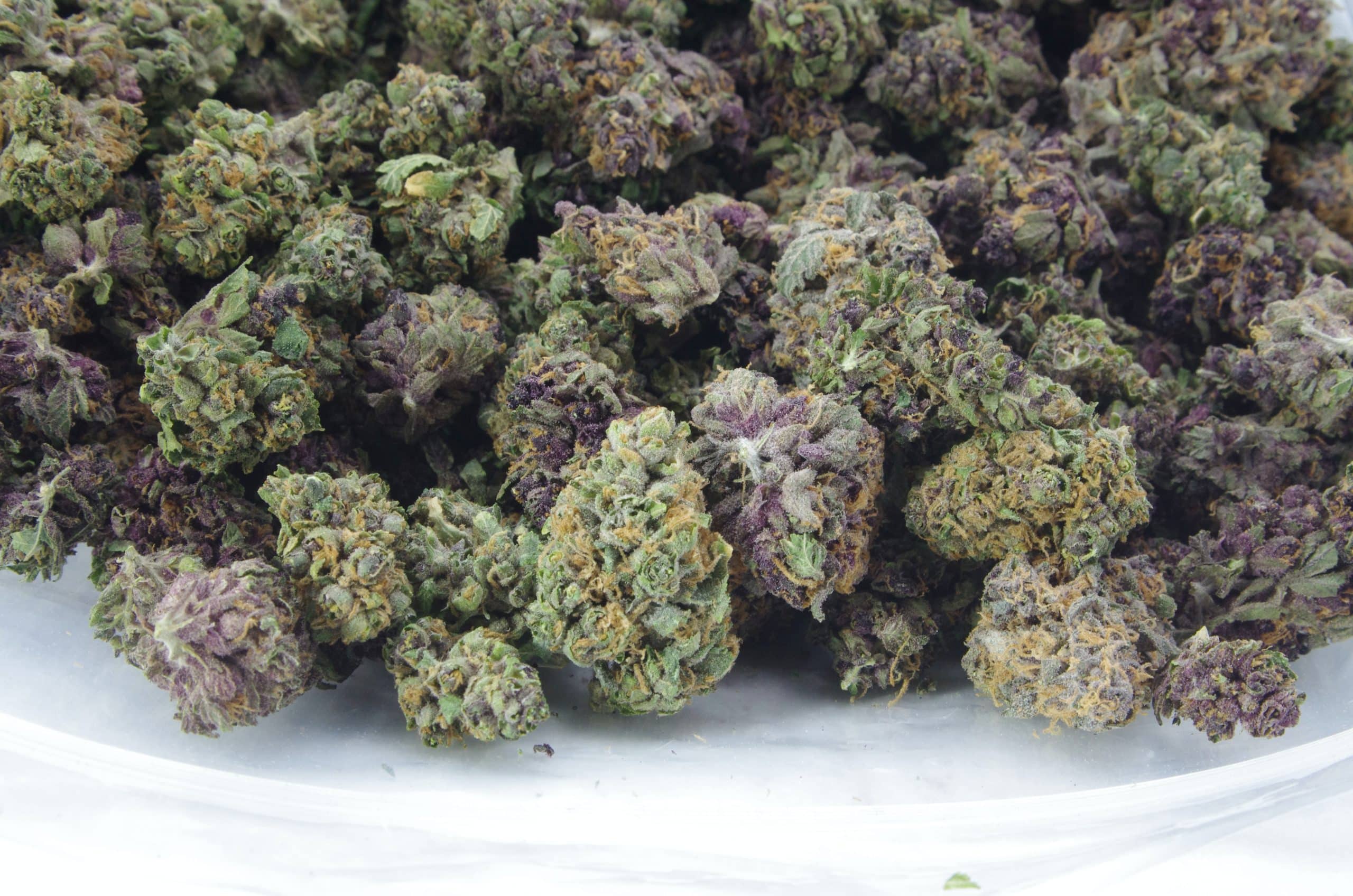 Buy Berry Haze (Oz Special) | Cannabis Dispensary