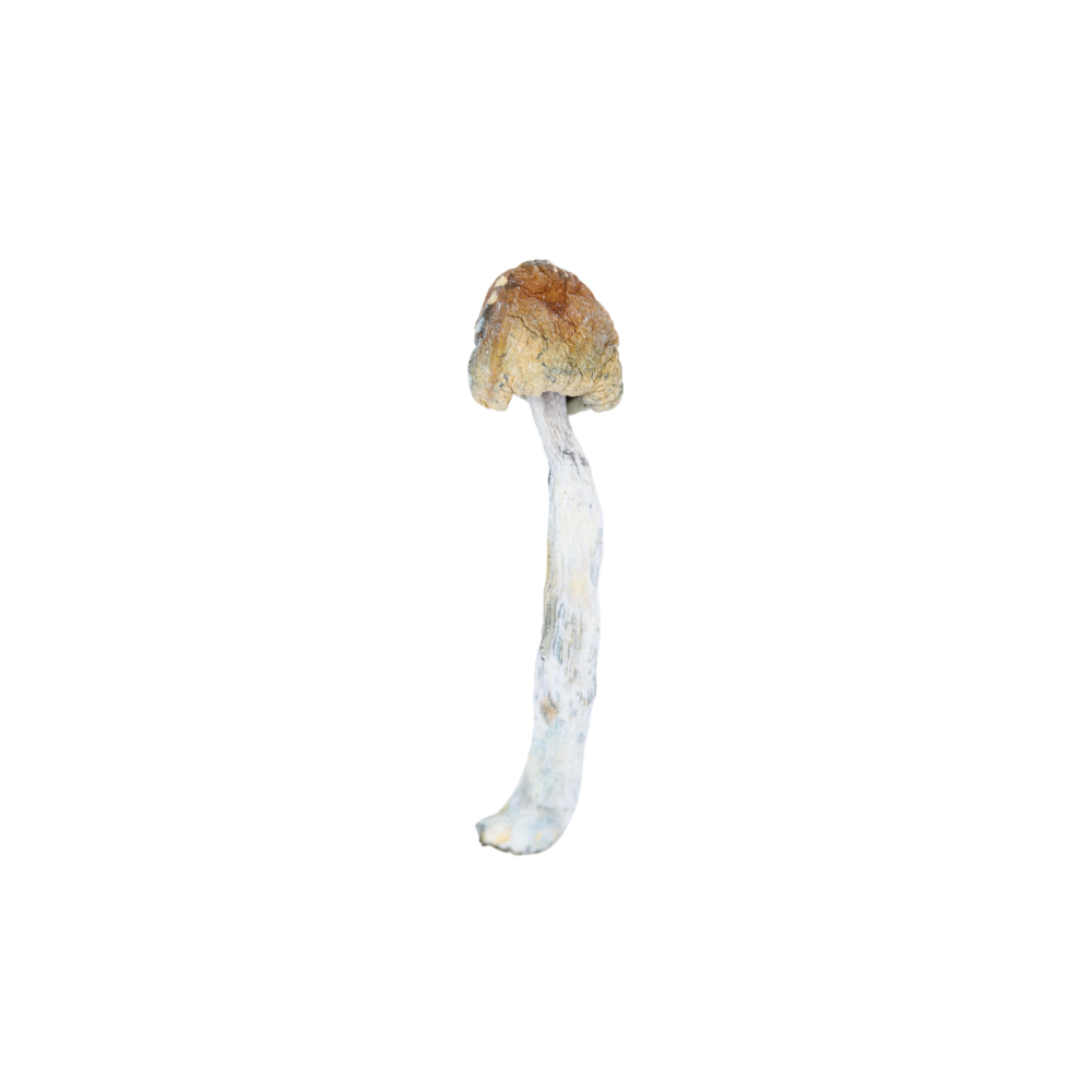 Photographie source: 3.5 Mushrooms