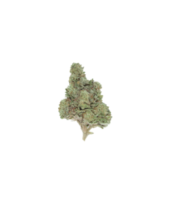 Afghani Lights