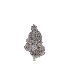 Tropicanna