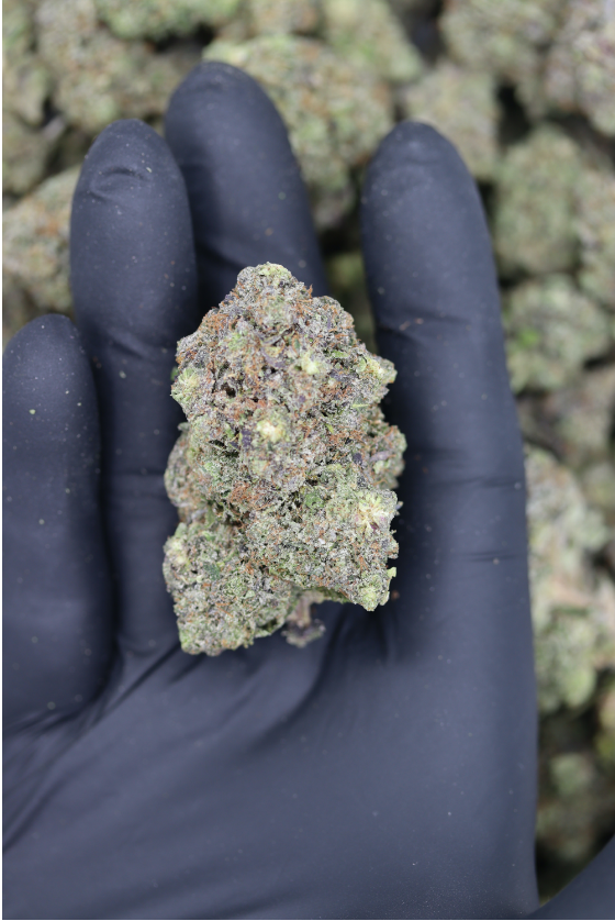 Photographie source: Black Tuna OG