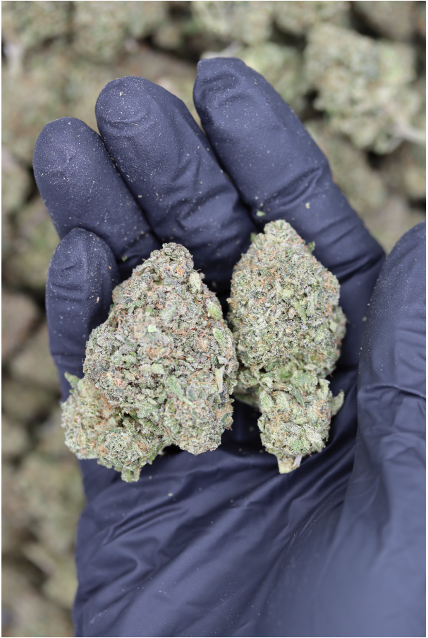 Photographie source: Strawberry Diesel