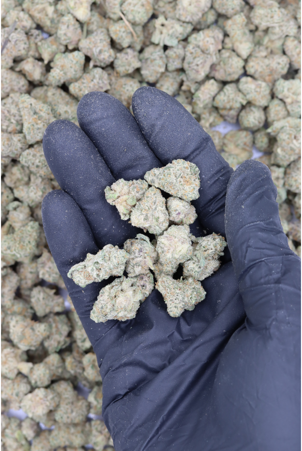 Photographie source: Alien OG Smalls