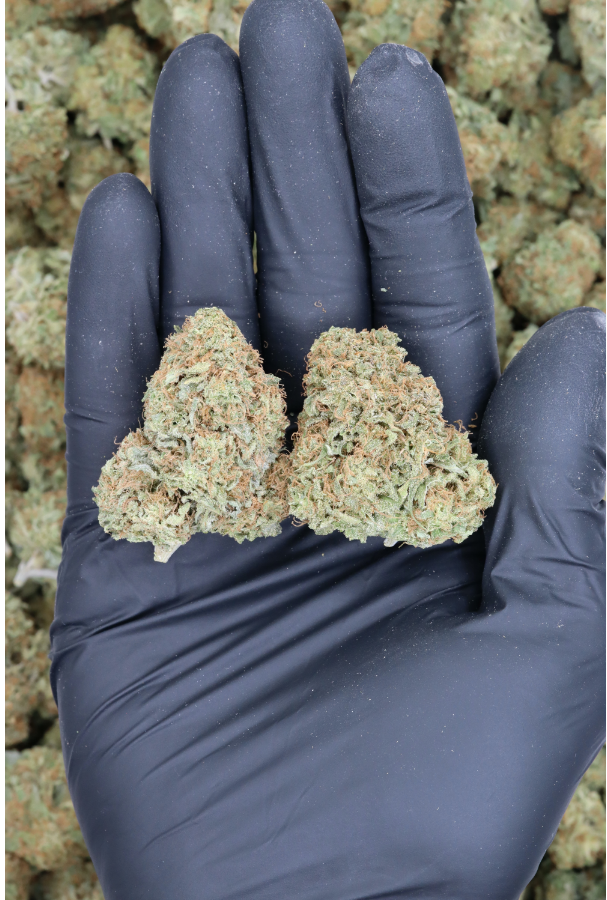 Photographie source: Jack Herer