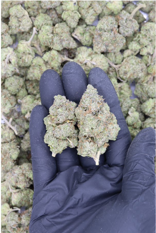 Source photograph: Pine Tar Kush