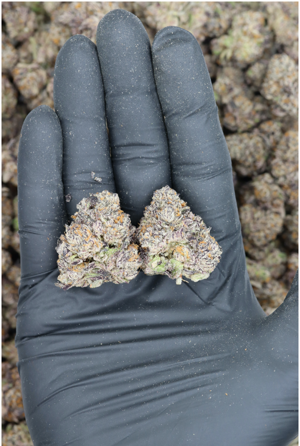 Source photograph: Purple Urkle