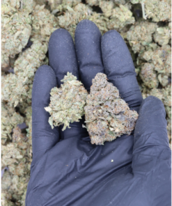 Silver Haze All Strains Cannabis Flower