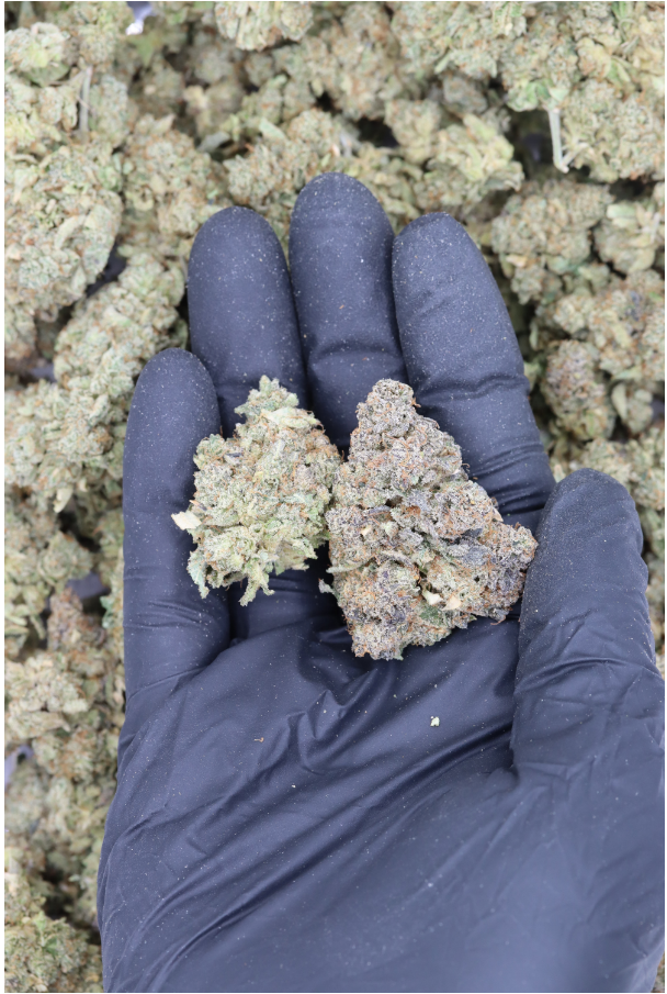 Photographie source: Silver Haze
