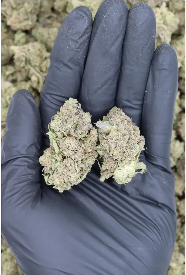 Photographie source: Black Tuna OG