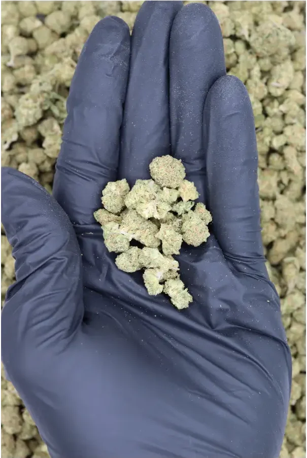 Photographie source: Grape Gas Smalls
